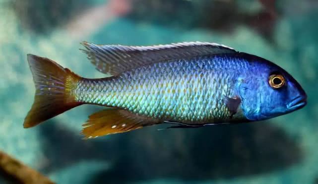 闈炴床鎱堥卜浠嬬粛,闈炴床鎱堥卜