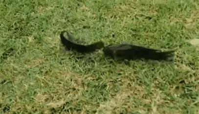 美味但少有人吃，有着强悍的“鱼生”，却被钓鱼人叫成“过街鼠”