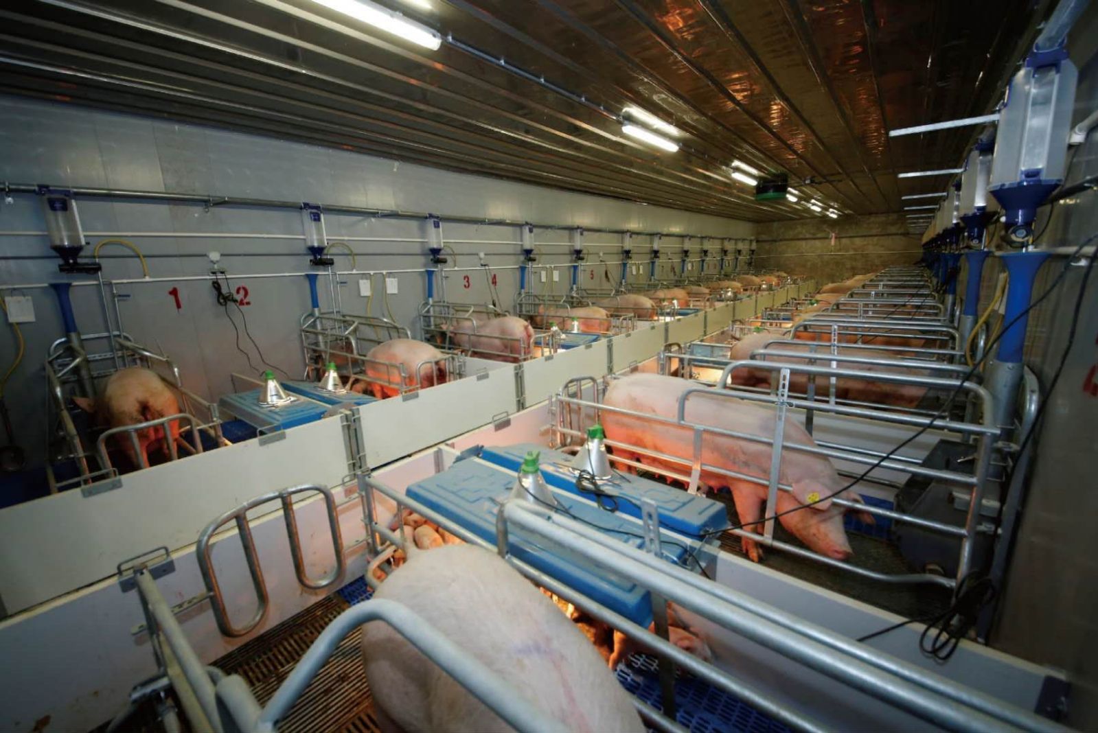 潮南区|智能农场养出“生态猪”，带动近千户农户增效增收