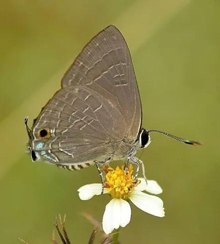 苏铁小灰蝶生物防治,苏铁小灰蝶防治用什么药