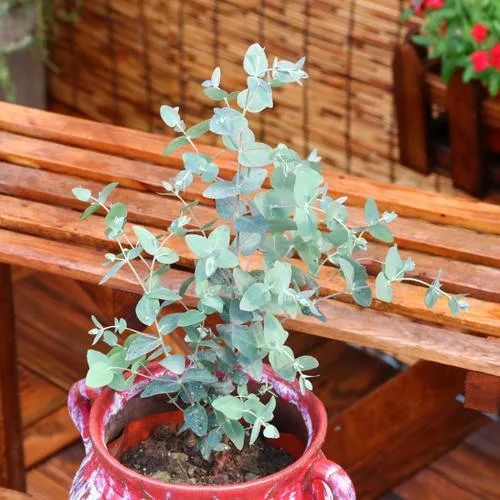 树袋熊吃尤加利吗,尤加利和树袋熊