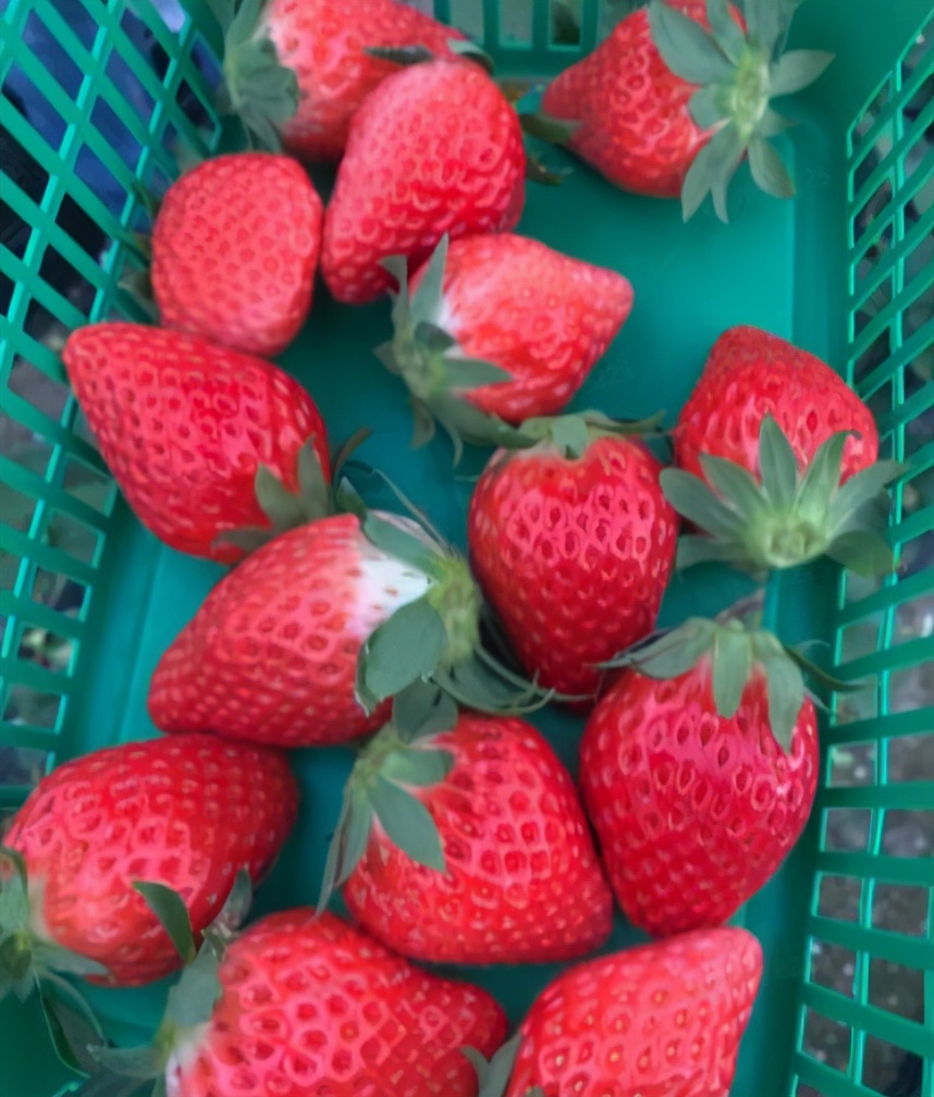 哪个草莓园的草莓便宜又好吃又大,上海新鲜草莓推荐