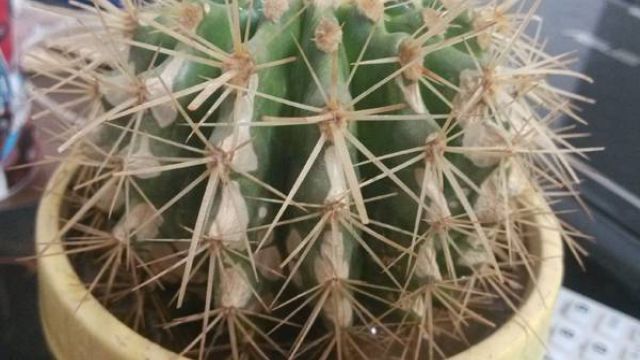 仙人掌发黄是什么原因造成的,仙人掌变黄的原因是什么