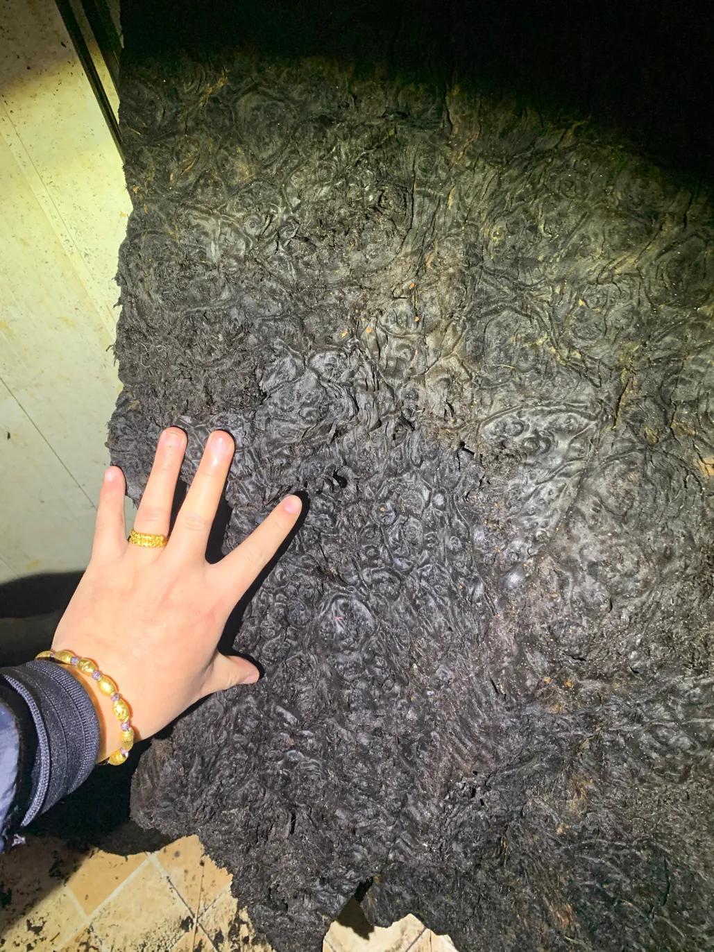 树瘤的价值与功效,榆木树瘤价值