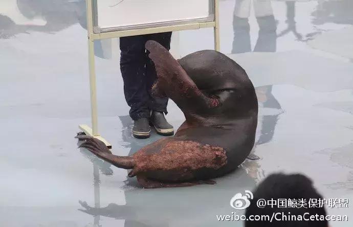 海洋馆的海洋动物表演,小孩子看的海洋动物视频