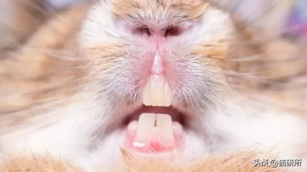 辟谣猫,辟谣猫咪食物