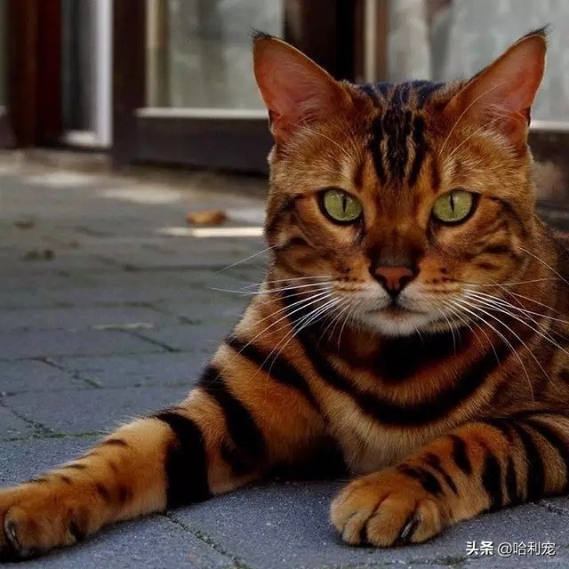 世界上最贵猫品种排行榜,世界上身价最高的猫