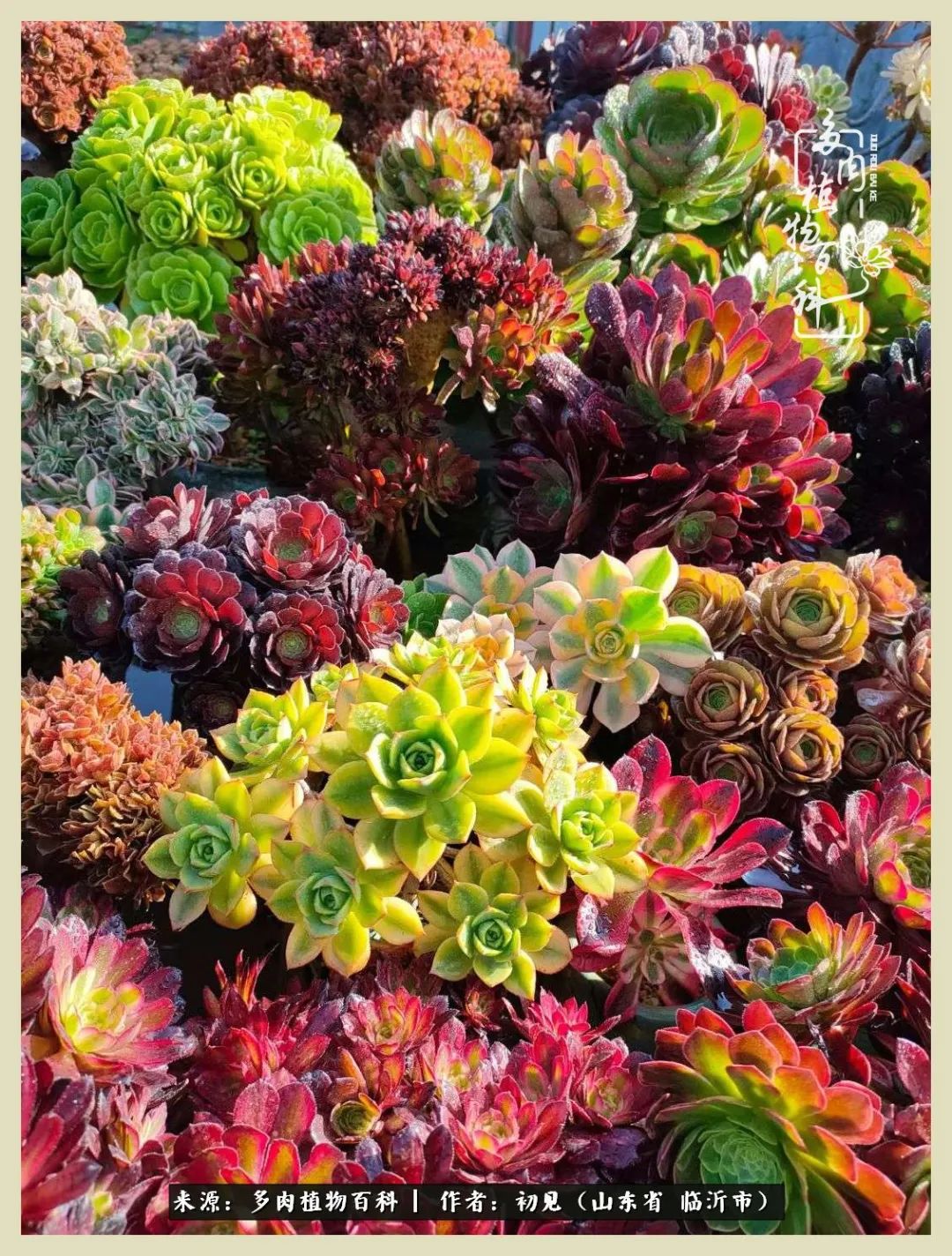 和多肉植物相伴,和多肉相处的心情