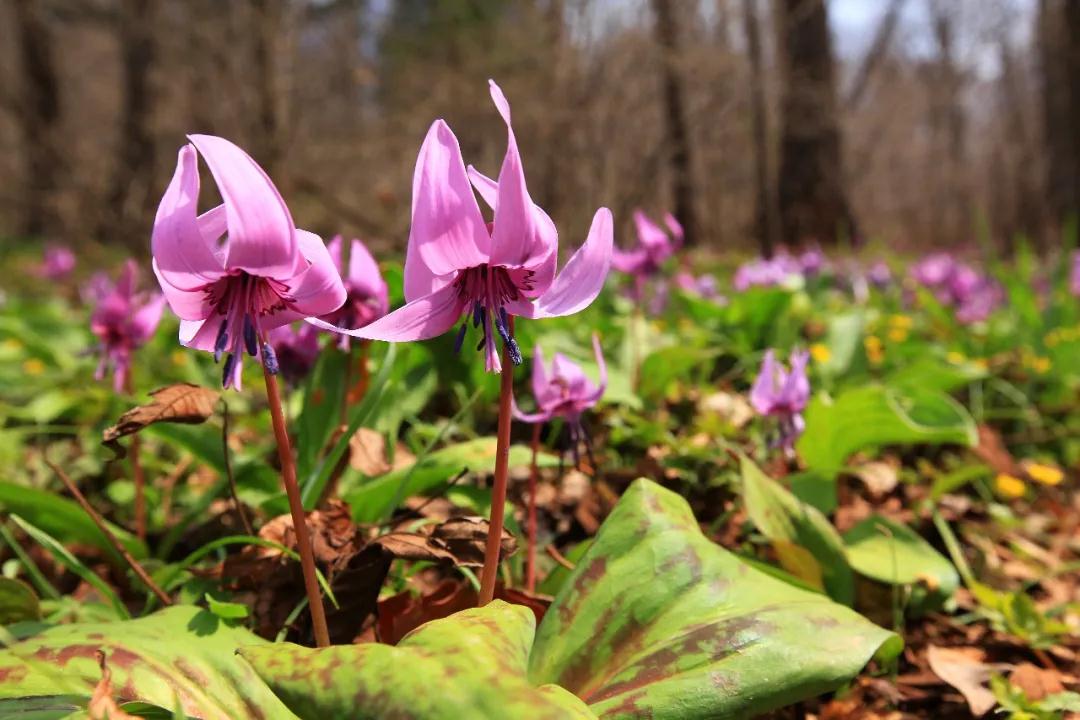 林业生态旅游科普,林草科普
