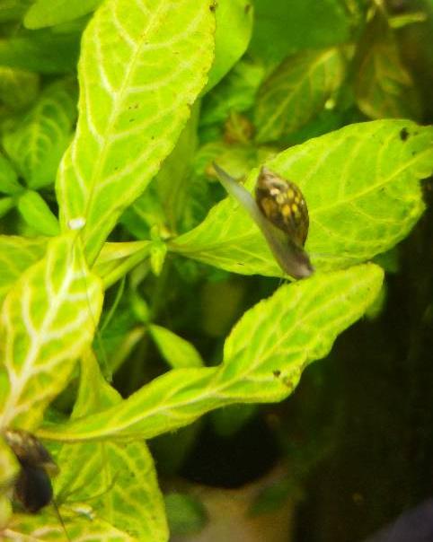 鱼缸中有螺要处理吗,鱼缸出现的水螺对鱼有影响吗