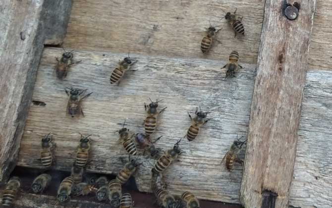 中蜂会盗中蜂么,中蜂盗蜂怎么处理最好