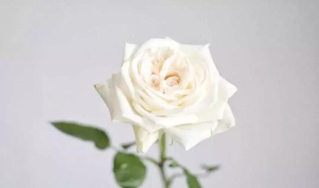 玫瑰大全|说到玫瑰只能想到红玫瑰的,建议你好看看本文!