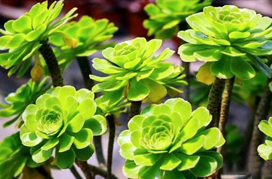 玉龙观音的水培养殖方法,玉龙观音喜光吗养殖方法