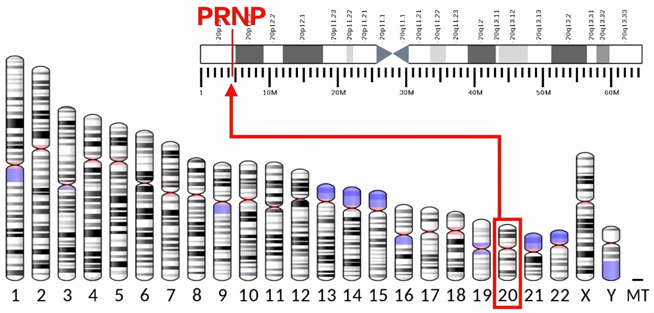 感染无药可救?烹煮杀不死的朊病毒,是上帝刻在基因的“禁令”?