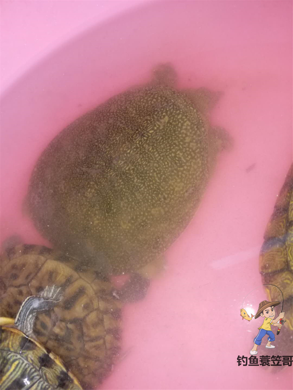 野钓手竿钓甲鱼最佳方法,甲鱼钓法手竿