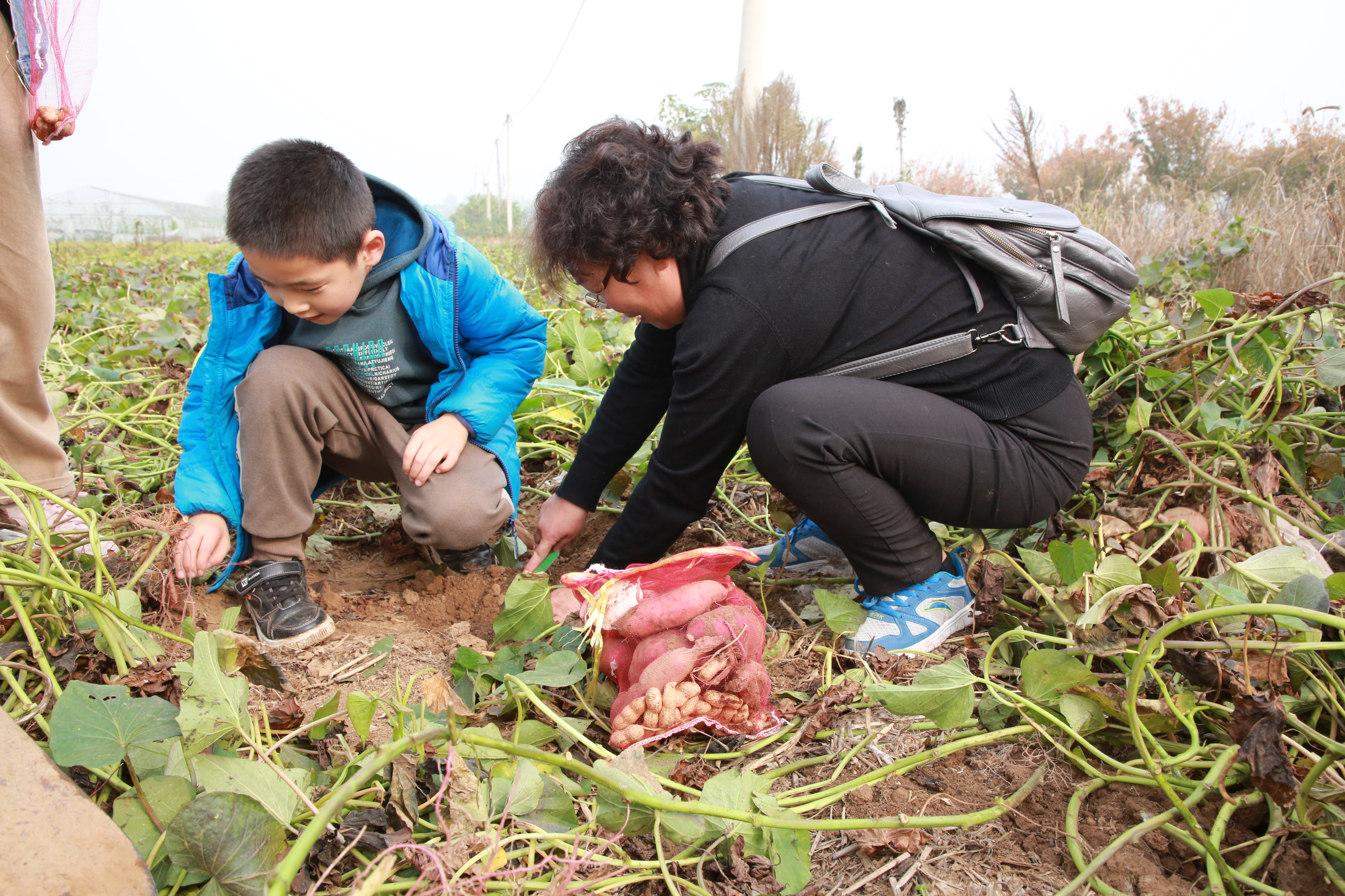 浩宇农庄丛林探险项目都有哪些,安阳殷墟浩宇农庄