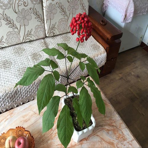 百草之王人参鲜参,人参百草之王大概多少钱一支