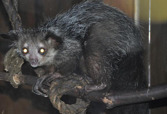 马岛猴子视频大全,马岛最厉害的动物