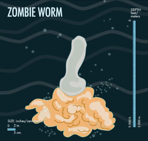 马里亚纳海沟68种不明生物,马里亚纳海沟的奇怪生物的图片