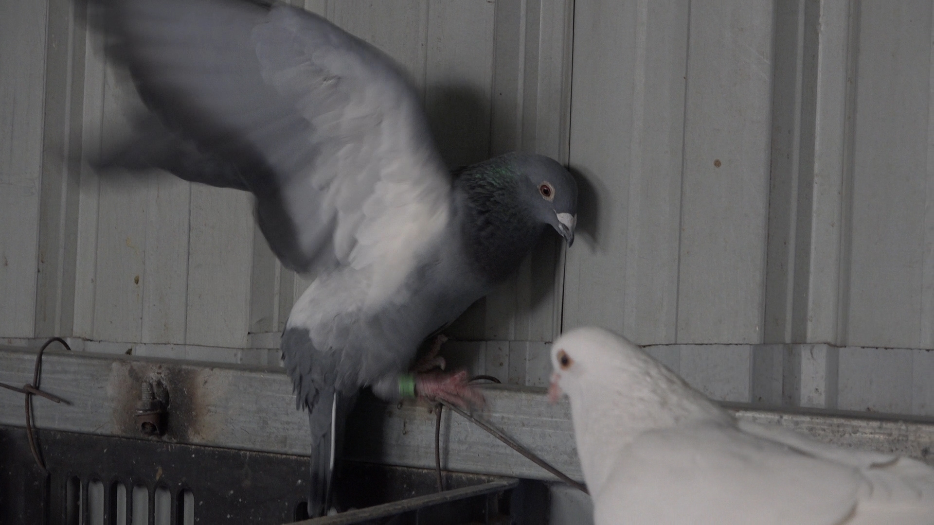 乳鸽育肥最快的方法,乳鸽快速增肥