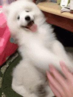 养狗新手与老手的区别,养狗为什么要养纯种犬