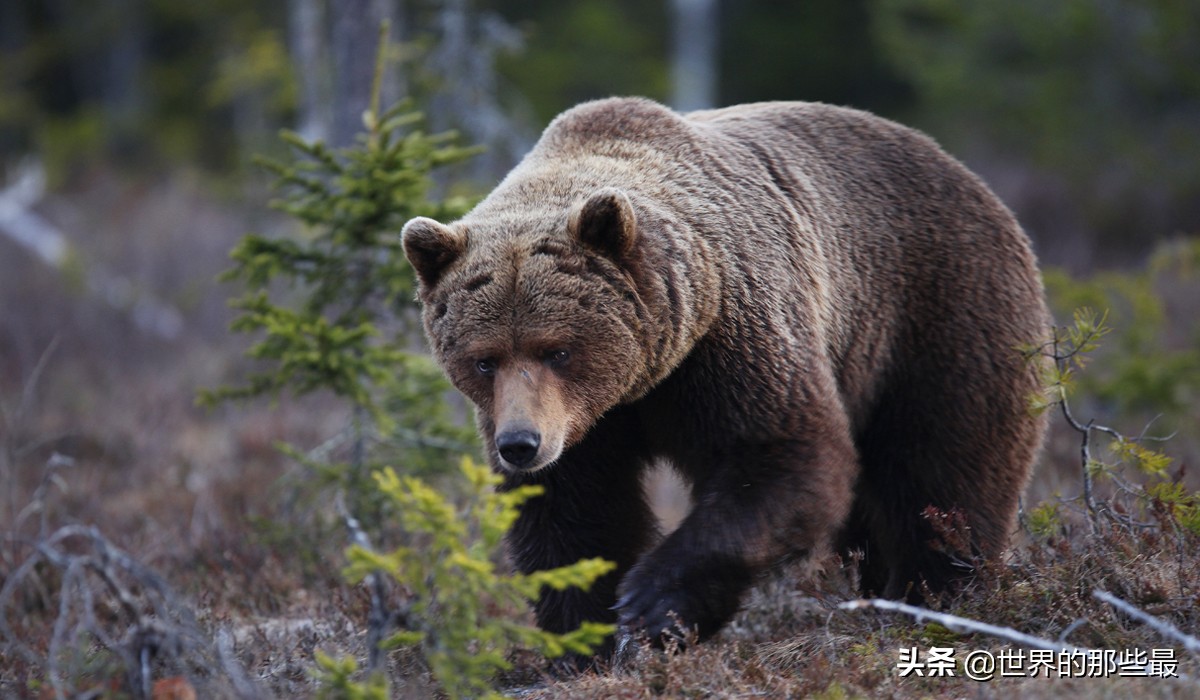 世界上最厉害的三大猛兽第一名,世界上都有哪些比较猛的猛兽