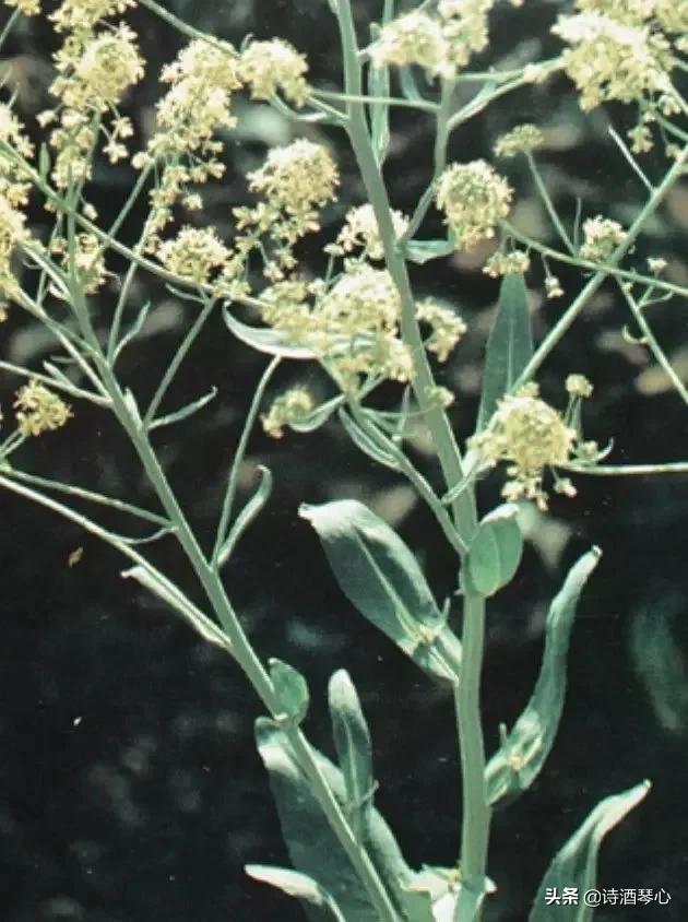 中药饮片板蓝根鉴别要点,抗病毒良药板蓝根