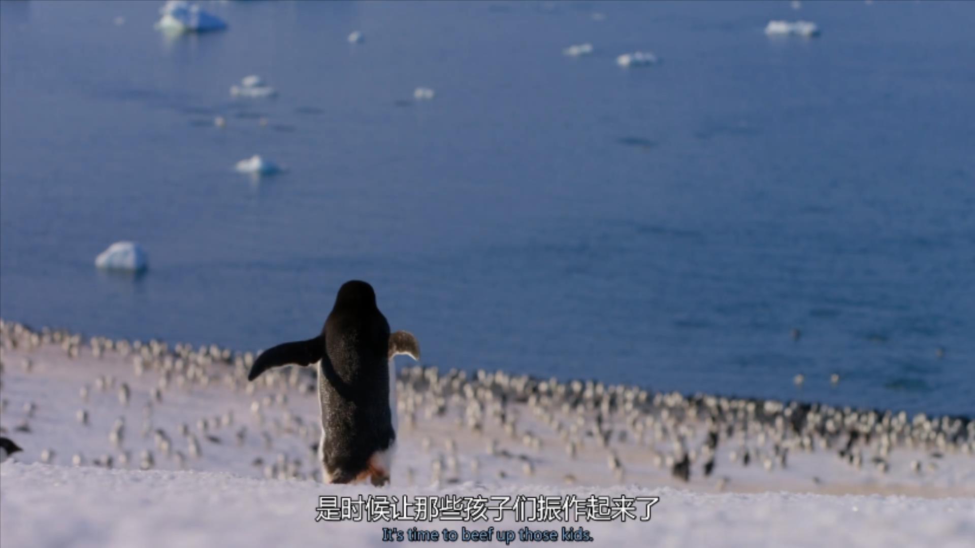 大过年的,被这些小萌萌给笑掉了头