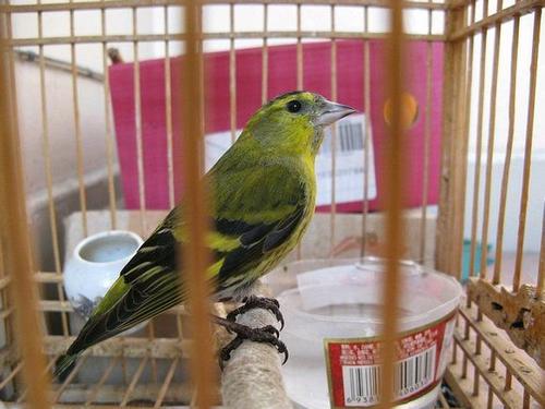 有大三口绝活的黄雀,还有段搞笑的趣史:黄雀的饲养和你想的不同