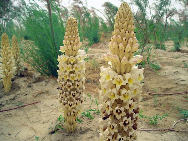 阿拉善肉苁蓉养生百科,阿拉善的肉苁蓉有什么不一样