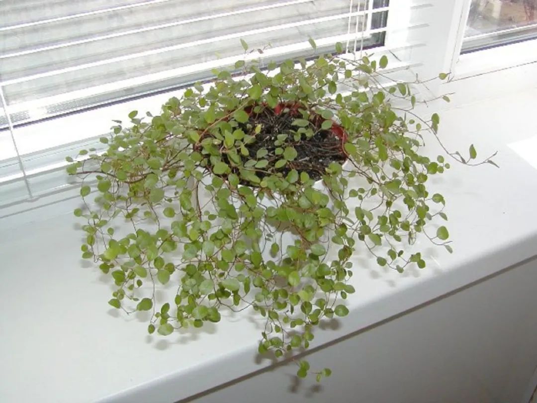 千叶吊兰夏季可以移栽吗,千叶吊兰可以种植在吸水石上吗