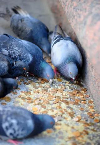 赛鸽吃食正常逐渐消瘦,赛鸽怎么喂都吃不饱是缺什么