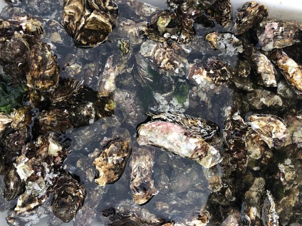 二月份威海海鲜价格,威海海鲜价格实时查询系统