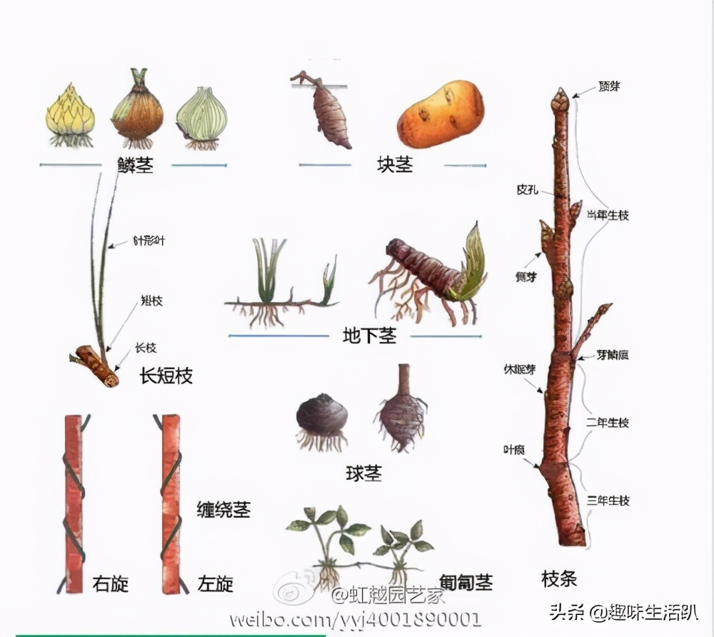 从物种起源到生物多样性,从起源到分类
