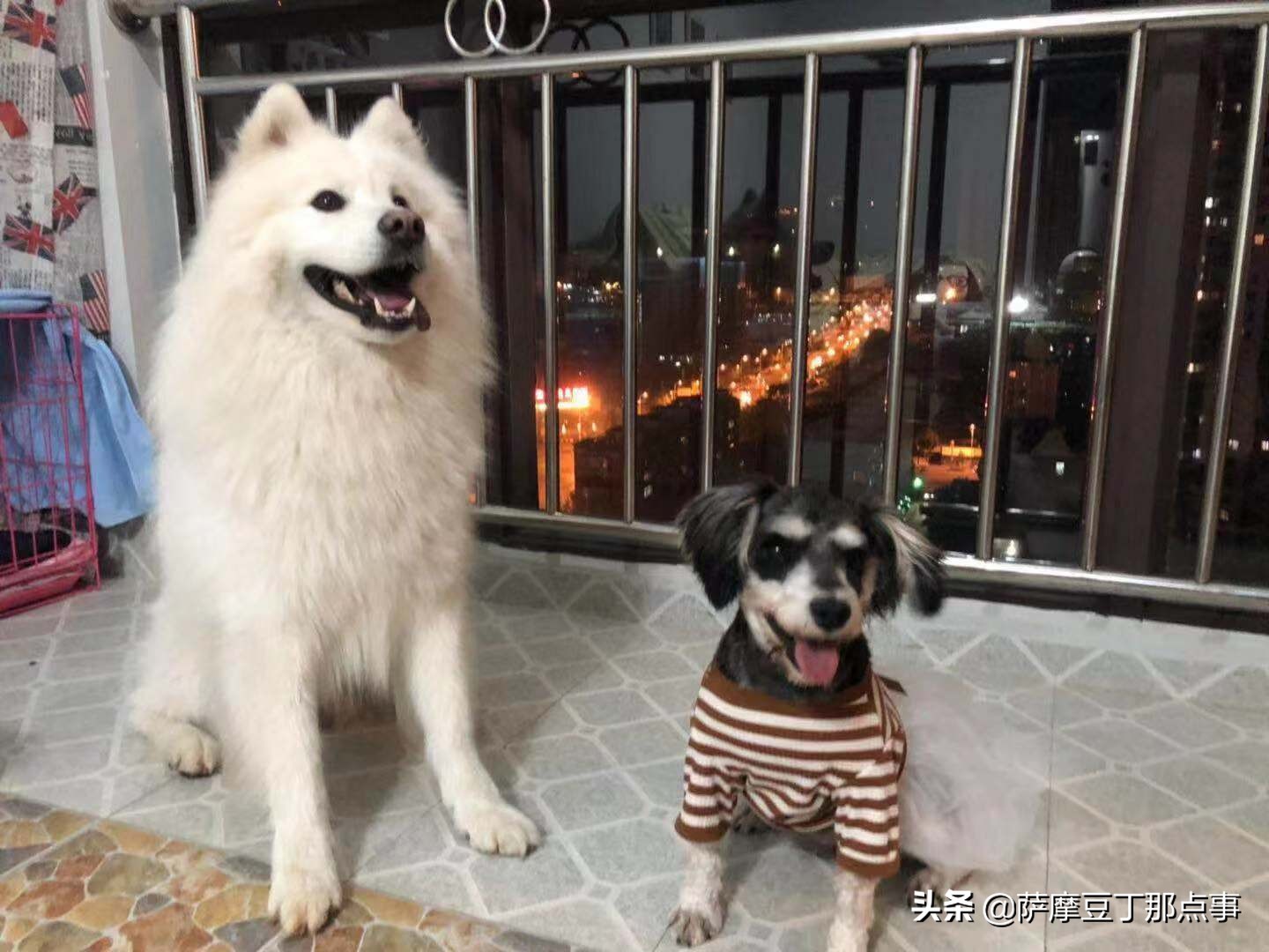 女孩在路边捡到一条流浪狗,男子捡到一条流浪狗