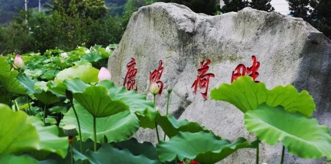 五朵金花组团出战,五朵金花齐聚的时候