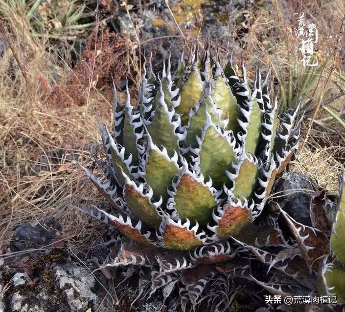 极品龙舌兰,精品龙舌兰欣赏