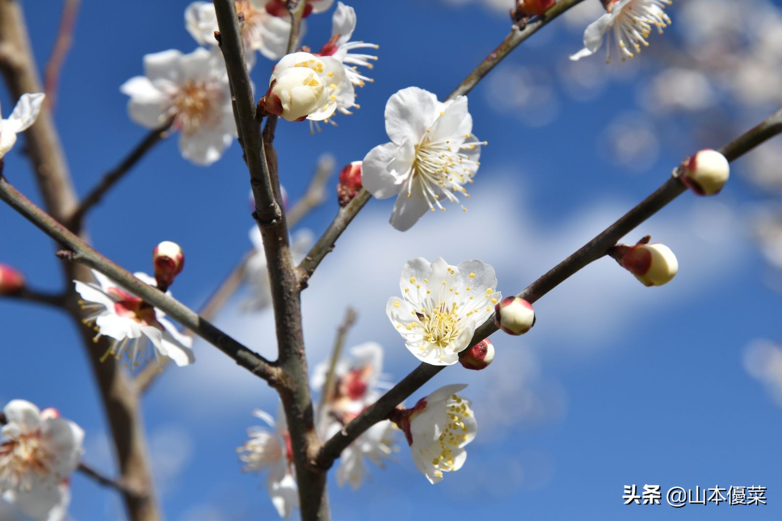 不先一步感受春天的到来吗日本全国华丽的梅花名胜