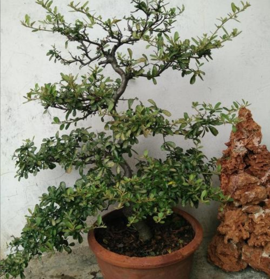 刚刚上盆的火棘干土可以浇水吗,火棘盆景如何养老桩