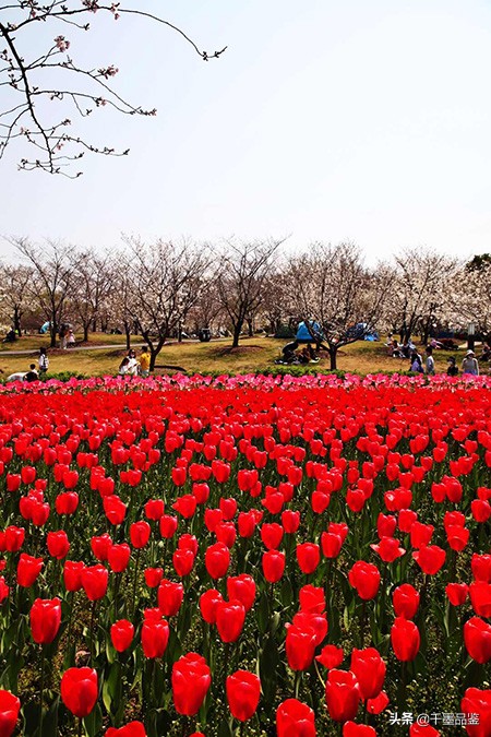 静物摄影作品欣赏郁金香,郁金香的摄影作品欣赏