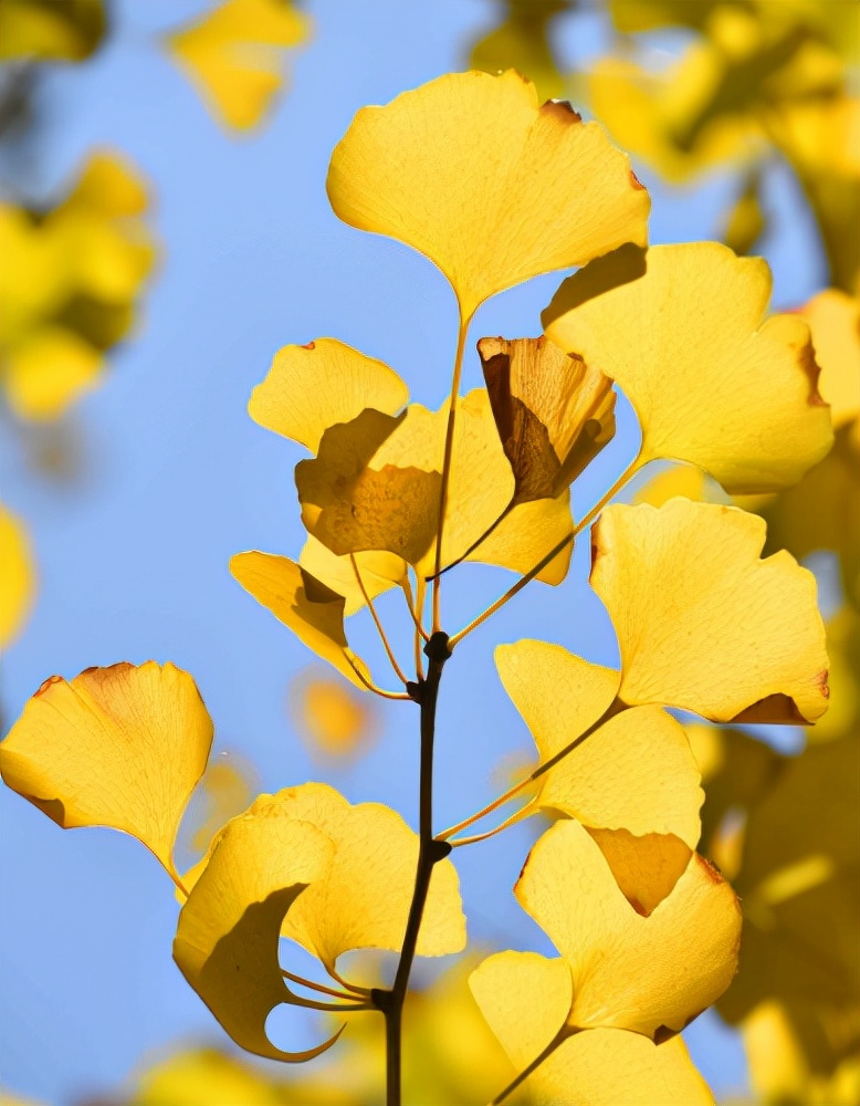 关于银杏叶秋天意境的诗句,十二首有关银杏的诗词