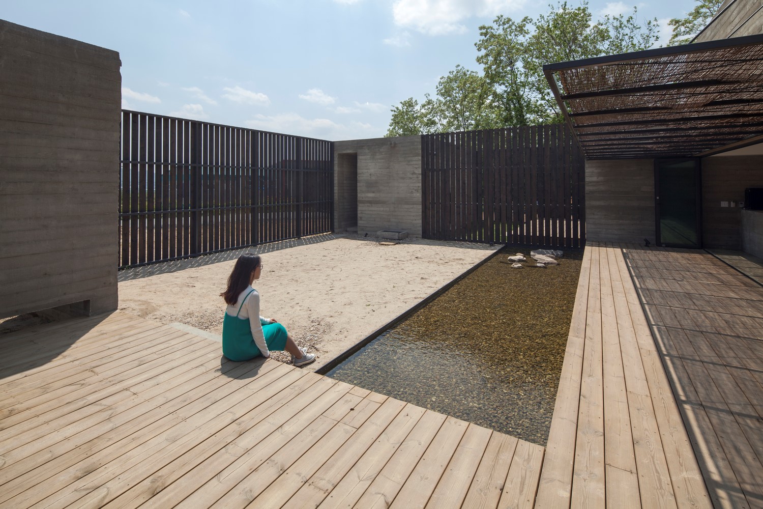 韩国蒲公英,韩国野生蒲公英的种植