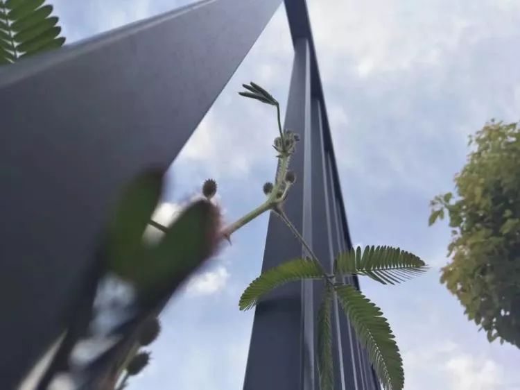 适合学生党养的多肉,适合大学宿舍长期养的多肉