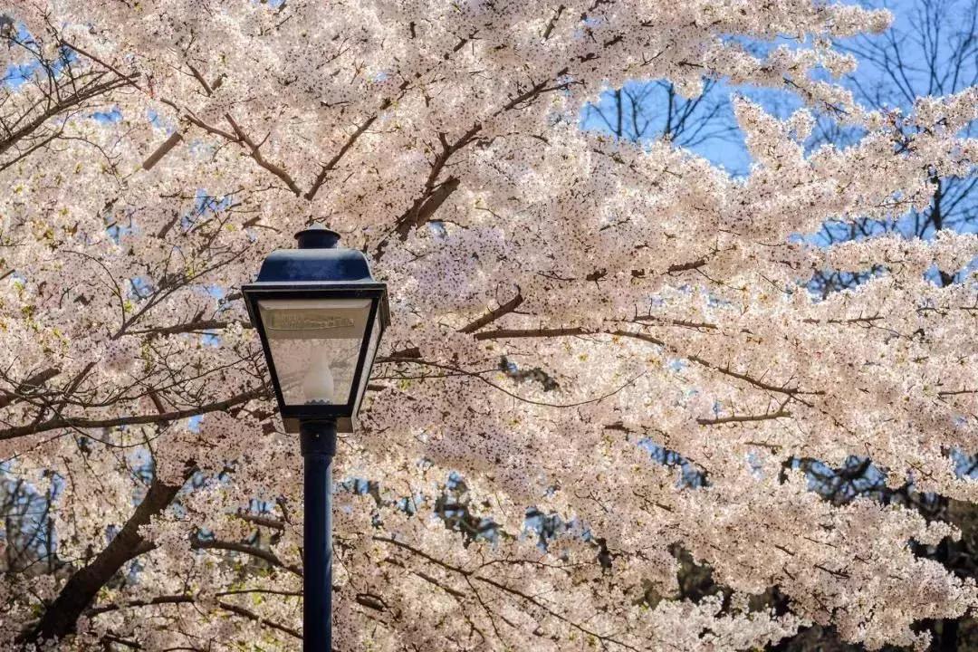 十大赏樱地,赏樱最好的三个地方