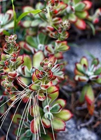 多肉长气根的原因及治疗,为啥多肉杆上长须根