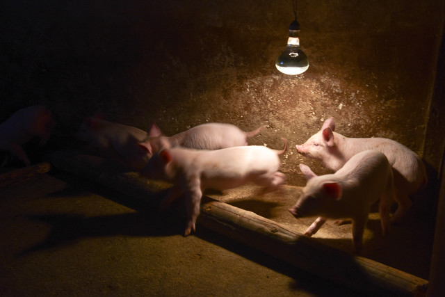 难忘的战斗中被秤砣打伤的战士,难忘的岁月生产队的真实写照