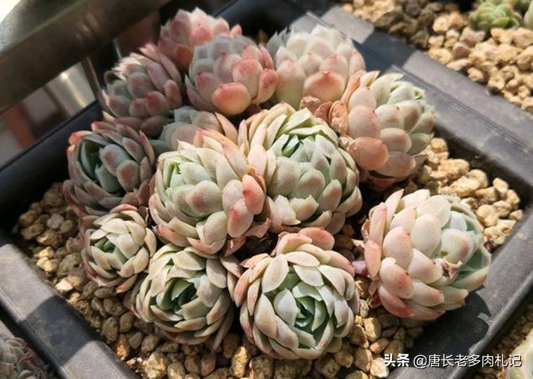 冰梅多肉皮实好养吗,冰梅多肉和迪奥多肉有什么区别