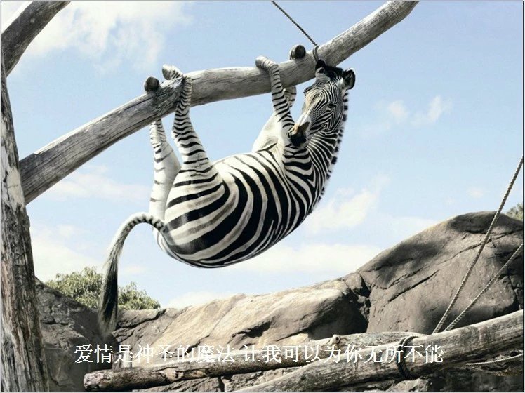 我只想说声爱你,只想再爱你一次