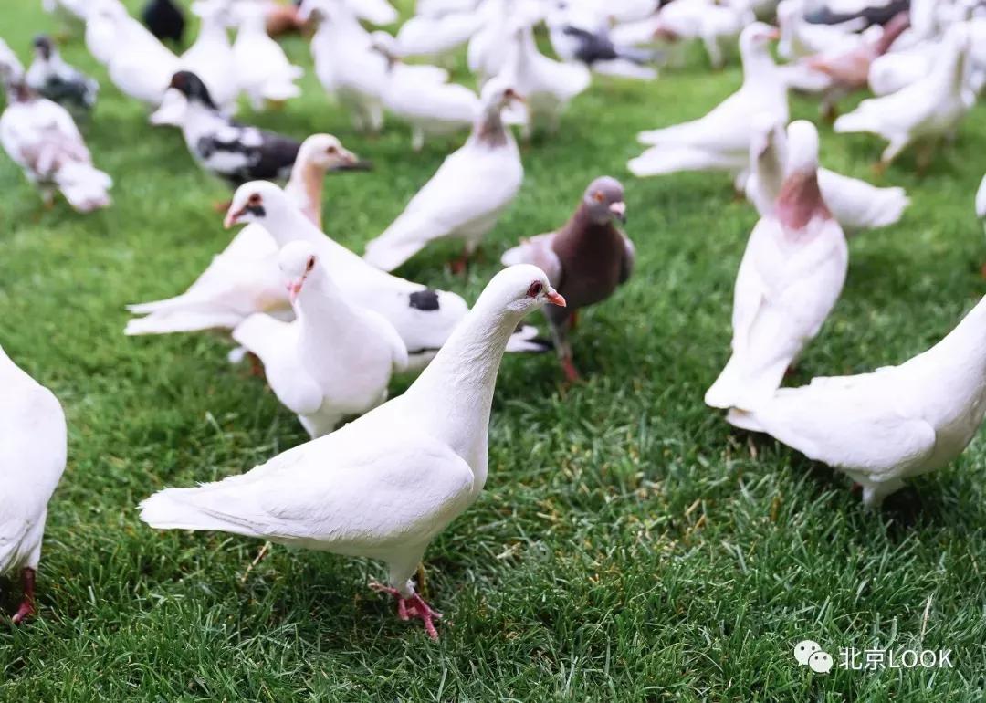 北京动物资源分布图,北京野生动物种类大全图片