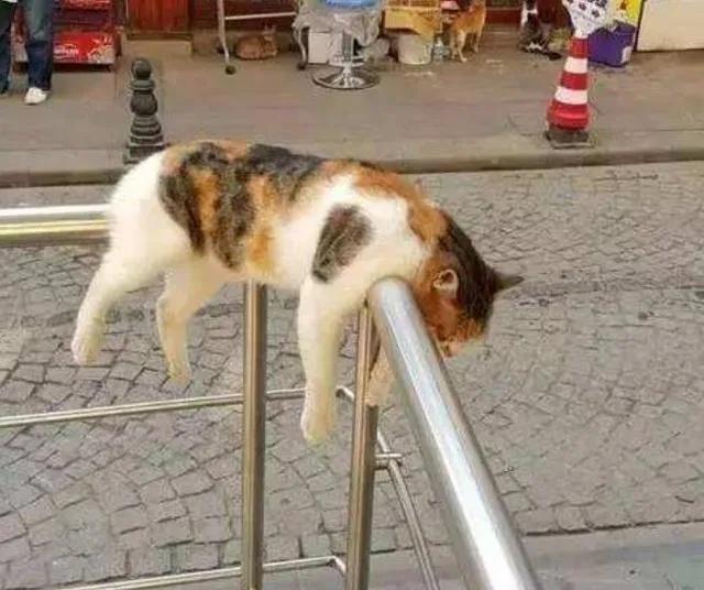 去土耳其当猫好吗,在土耳其做一只幸福的猫